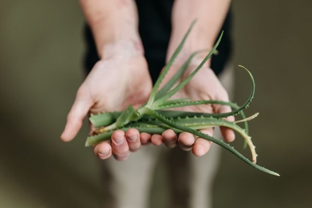 Can I Use Aloe On My Vagina?